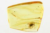 Detailed Hairy Fungus Beetle (Mycetophagidae) in Baltic Amber #288525-1